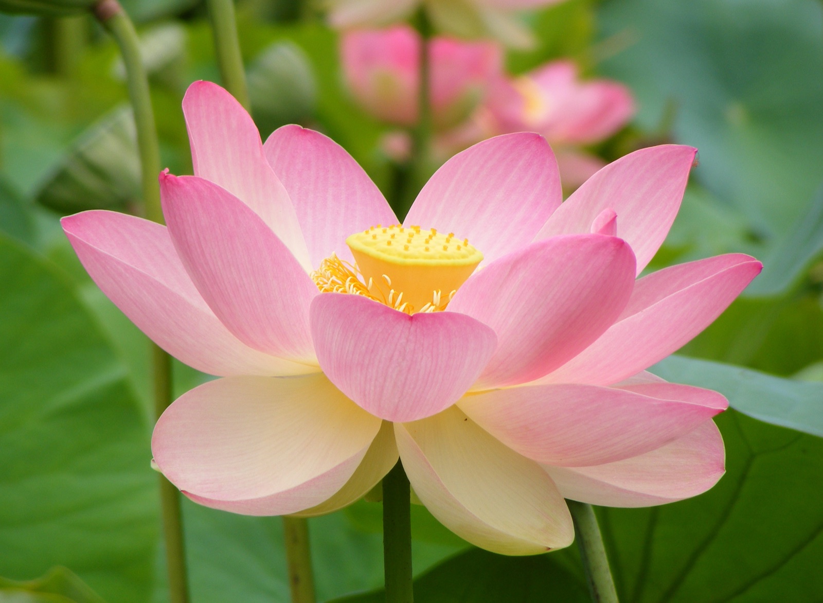 阿德莱德植物园内开放的粉色荷花，中央黄色花托清晰，后方为绿色荷叶；摄影 Peripitus